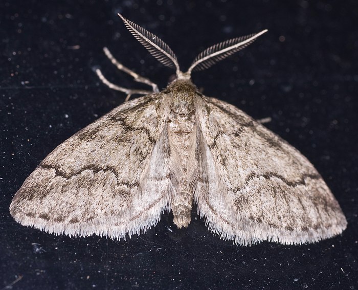 (Tephronia codetaria)