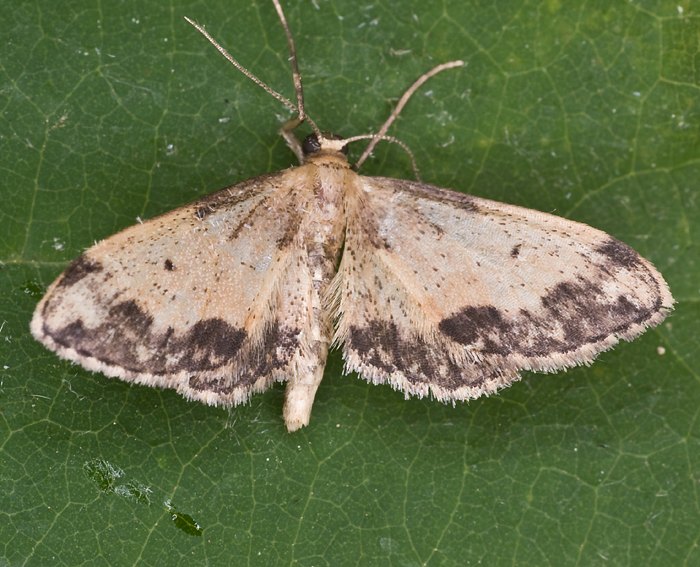 (Idaea efflorata) ♂