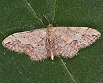 (Idaea efflorata) ♀ [1970 views]