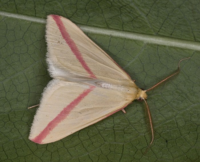 Rotgestreifter Wanderspanner (Rhodometra sacraria)