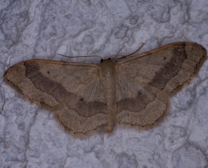 Breitgebänderter Staudenspanner (Idaea aversata) Breitgebänderter Staudenspanner (Idaea aversata)