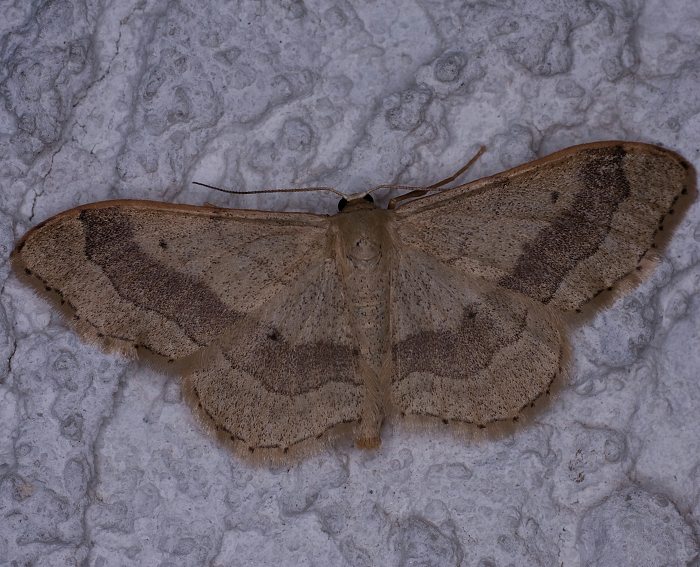 Breitgebnderter Staudenspanner (Idaea aversata)