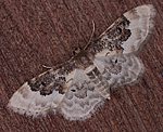 Sdlicher Zwergspanner (Idaea rusticata) [2590 views]