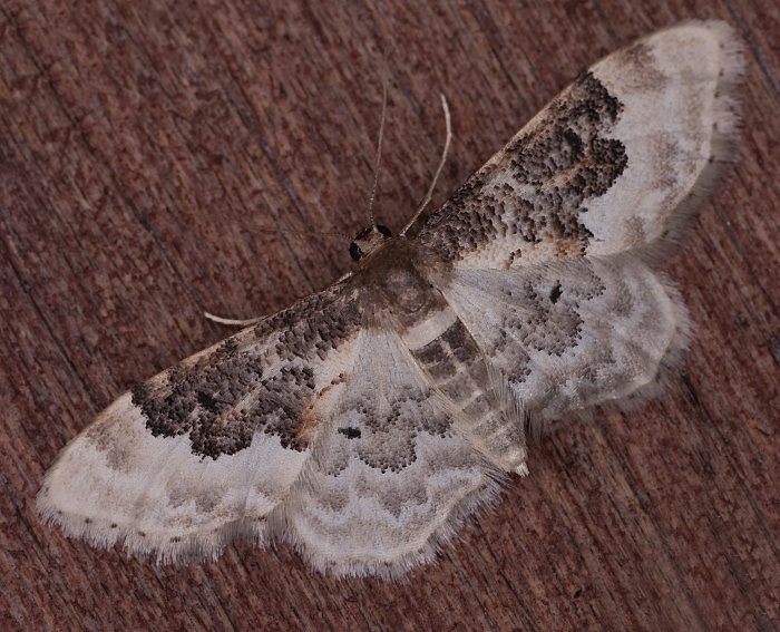 Sdlicher Zwergspanner (Idaea rusticata)