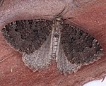 Olivbrauner Hhlenspanner (Triphosa dubitata) [2167 views]