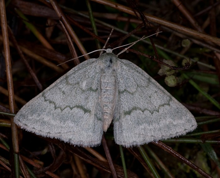 Ginster-Grnspanner (Pseudoterpna pruinata)