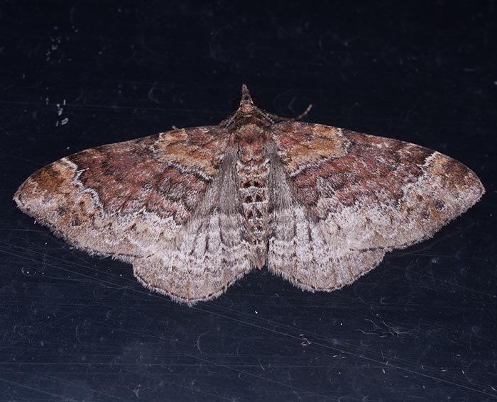 Heller Rostfarben-Blattspanner (Xanthorhoe spadicearia)