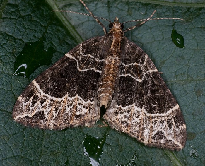 Braunleibiger Springkrautspanner (Ecliptopera silaceata)