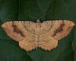Ockergelber Blattspanner (Camptogramma bilineata) [3108 views]