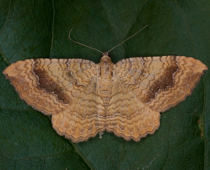 Ockergelber Blattspanner (Camptogramma bilineata)