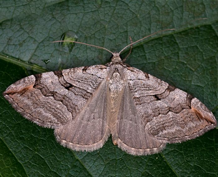 Sandheiden-Johanniskrautspanner (Aplocera efformata)