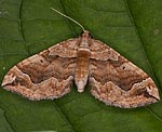 Melden-Blattspanner (Pelurga comitata) [2786 views]