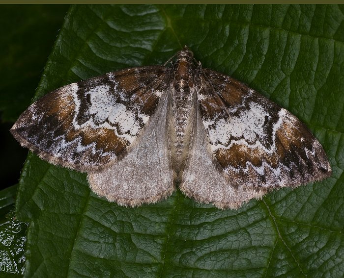 Mndchenflecken-Bindenspanner (Chloroclysta truncata)