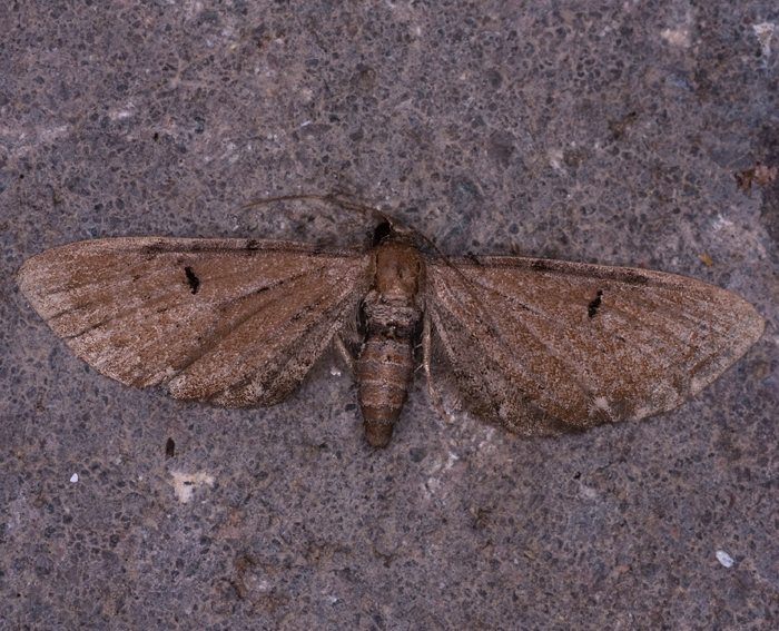 Kreuzkraut-Bltenspanner (Eupithecia absinthiata)