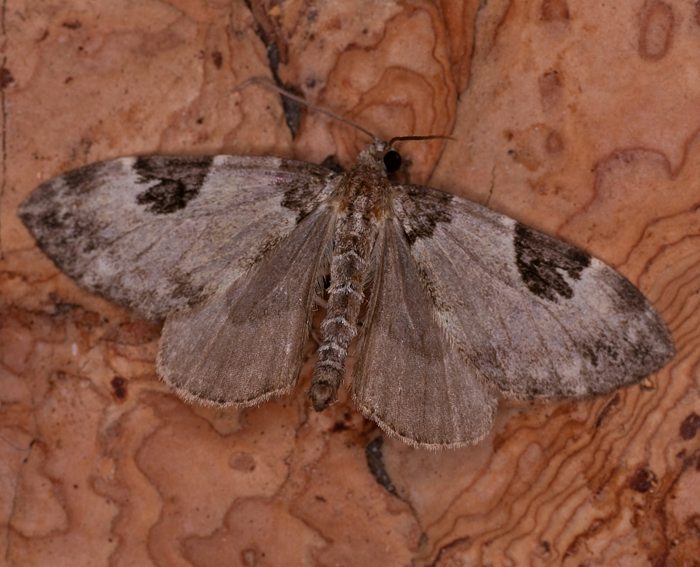 Weitannen-Nadelholzspanner (Thera vetustata)