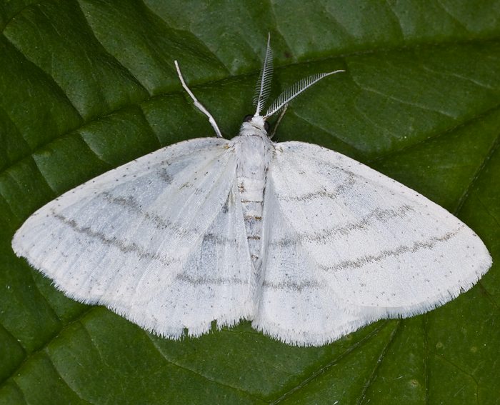 Weispanner (Cabera pusaria)