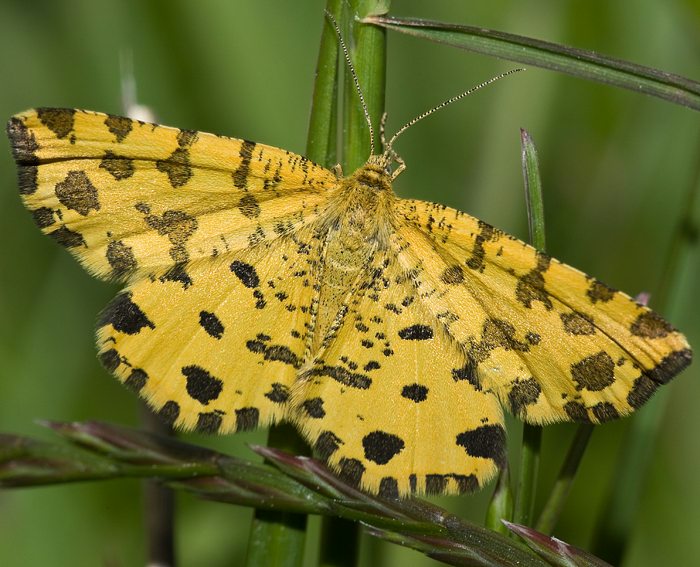 Pantherspanner (Pseudopanthera macularia)