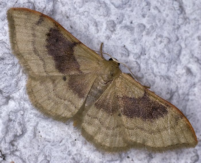 Zweifarbiger Doppellinien-Zwergspanner (Idaea degeneraria)