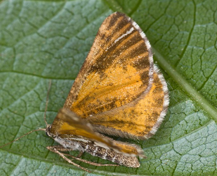 Kiefernspanner (Bupalus piniaria) ♀