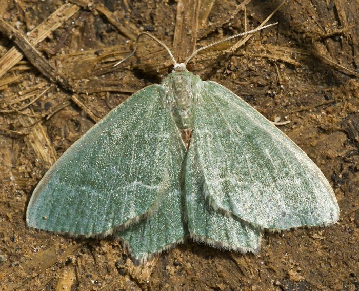 Gebsch-Grnspanner (Hemithea aestivaria)