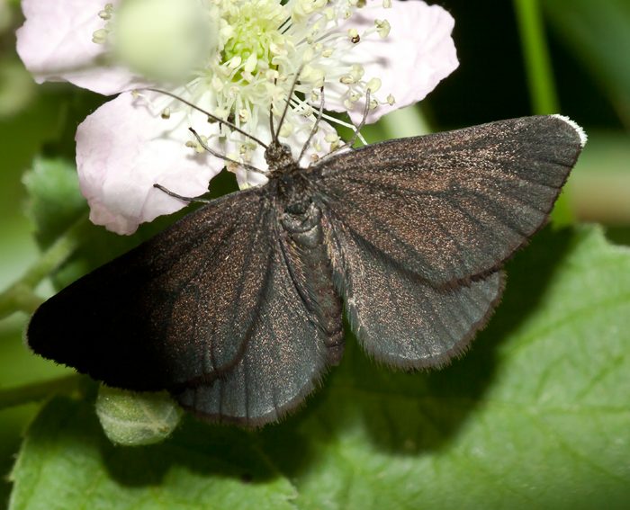 Kaminfegerle (Odezia atrata) Kaminfegerle (Odezia atrata)