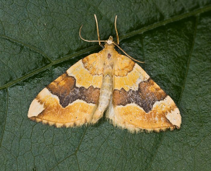 Gelber Rosen-Bindenspanner (Cidaria fulvata)