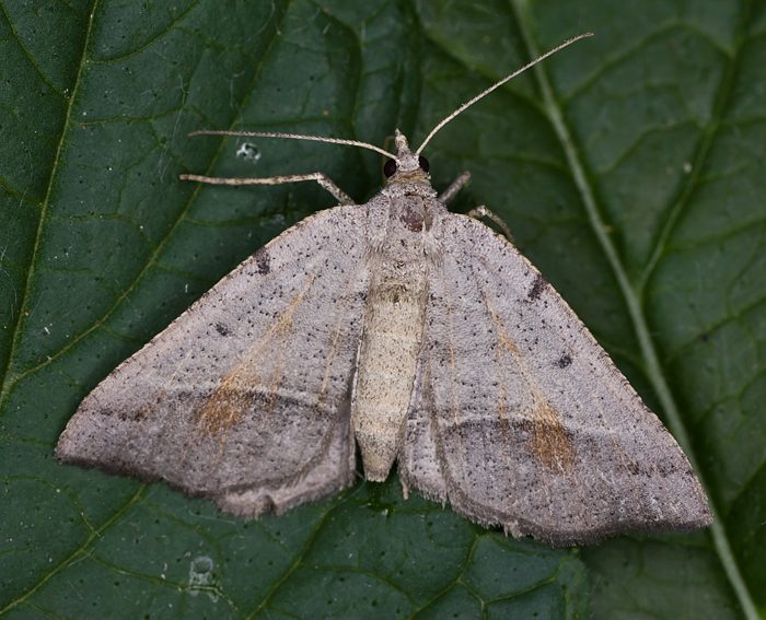 Auen-Eckflgelspanner (Macaria artesiaria)