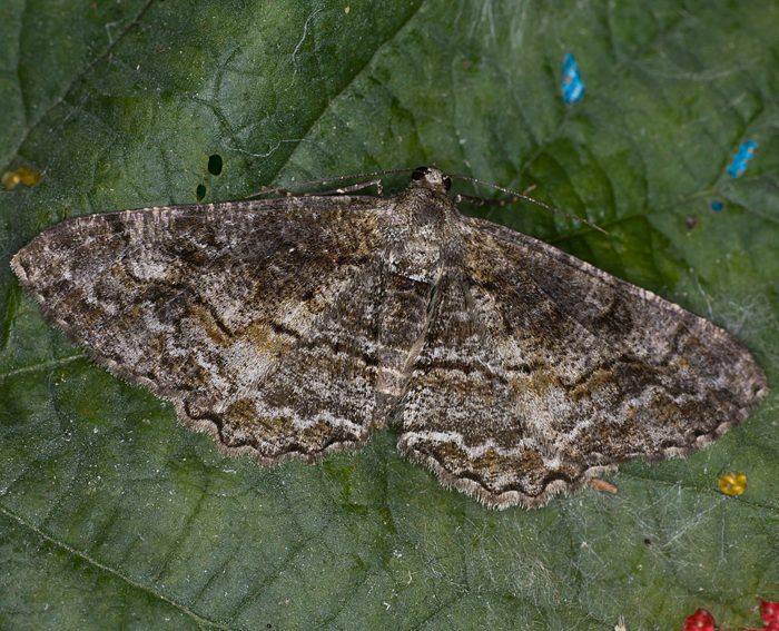 Wellenlinien-Rindenspanner (Alcis repandata)