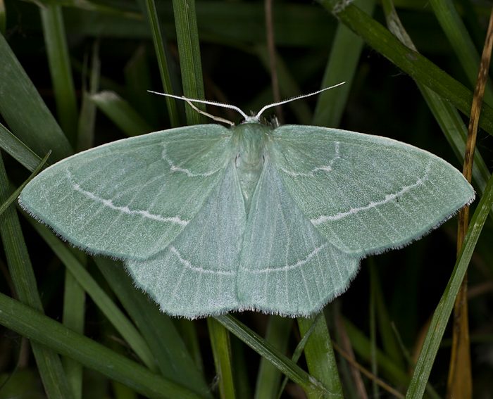 Waldreben-Grnspanner (Hemistola chrysoprasaria)