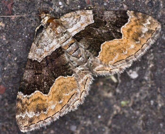 Vierbinden-Blattspanner (Xanthorhoe quadrifasiata)