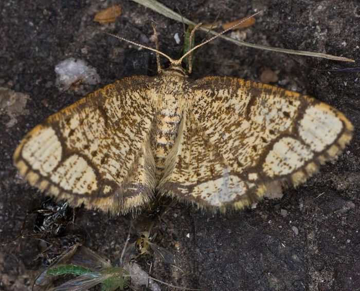 Gesprenkelter Pappelspanner (Stegania cararia)