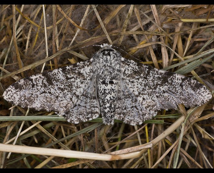 Birkenspanner (Biston betularia)