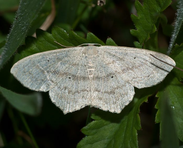 Eckflgel-Kleinspanner (Scopula nigropunctata)