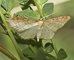 Braunrandiger Zwergspanner (Idaea humiliata) [1957 views]