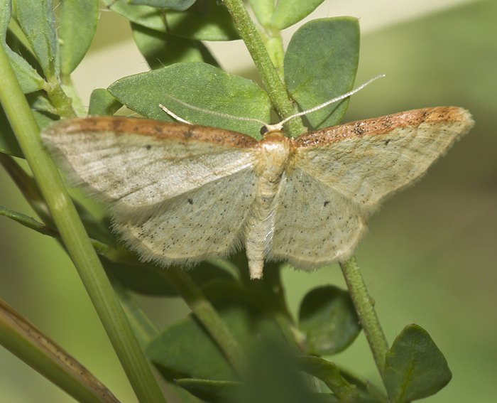 Braunrandiger Zwergspanner (Idaea humiliata)