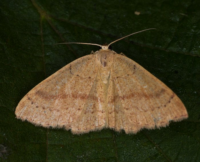 Braunroter Eichen-Grtelpuppenspanner (Cyclophora ruficiliaria)