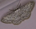 Grauer Zwergspanner (Idaea seriata) [2895 views]