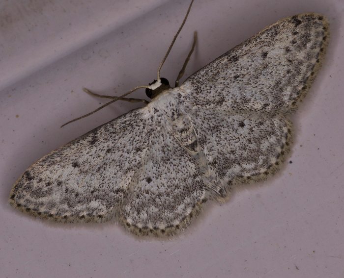 Grauer Zwergspanner (Idaea seriata)