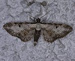 Beifu-Bltenspanner (Eupithecia succenturiata) [2242 views]