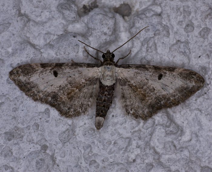 Beifu-Bltenspanner (Eupithecia succenturiata)