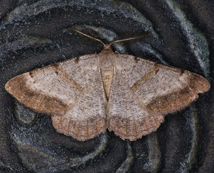 Purpurgrauer Hornklee-Tagspanner (Selidosema brunnearia)