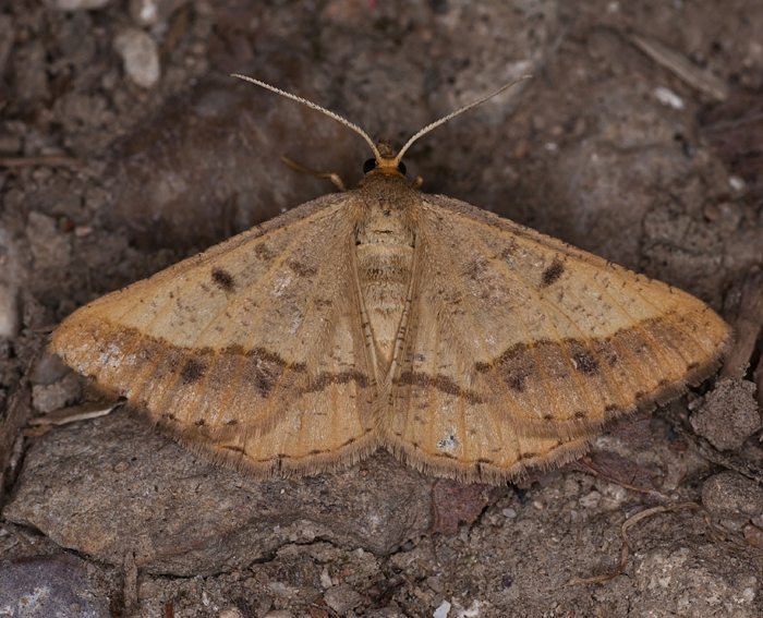 (Tephrina arenacearia) (Tephrina arenacearia)