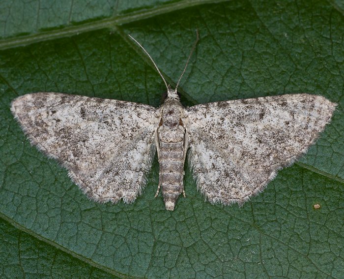 Felsrasen-Glockenblumen-Bltenspanner (Eupithecia impurata)