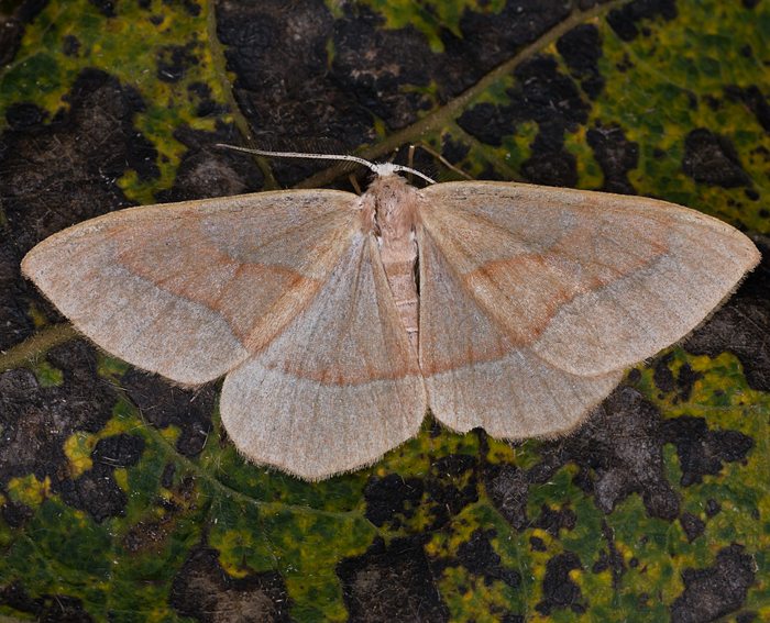 Zweibindiger Nadelwald-Spanner (Hylaea fasciaria)