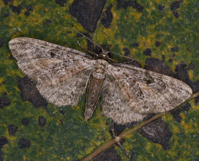 Schafgarben-Bltenspanner (Eupithecia icterata)