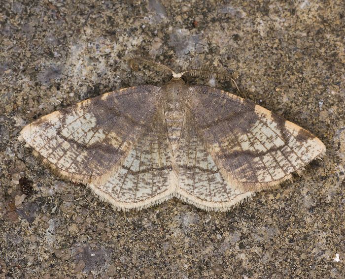 Strohgelber Glanzrandspanner (Stegania trimaculata)