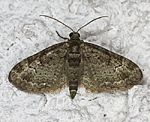 Graugrner Apfel-Bltenspanner (Pasiphila rectangulata) [1613 views]