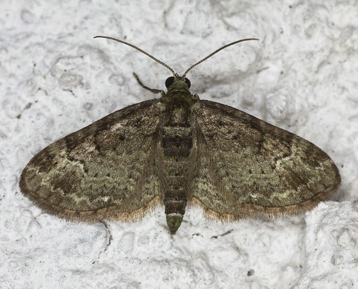 Graugrner Apfel-Bltenspanner (Pasiphila rectangulata)