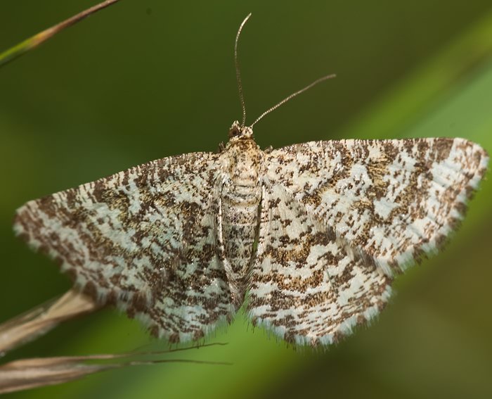 Steppenheiden-Gitterspanner (Heliomata glarearia)