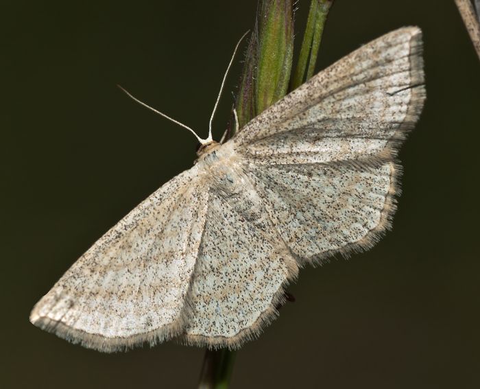 Braungestreifter Kleinspanner(Scopula virgulata)